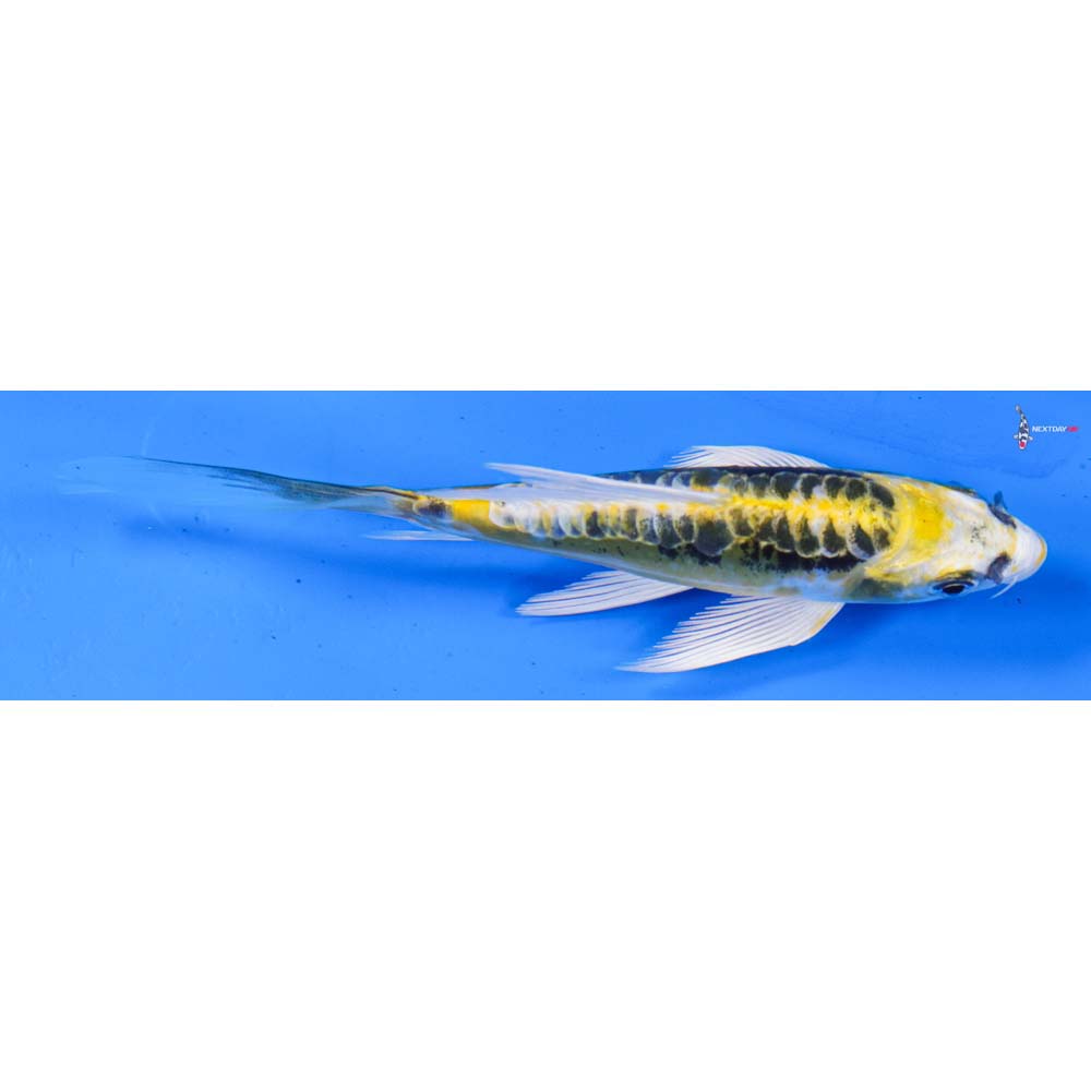 5” Imported Kin Kikokuryu Butterfly Koi
