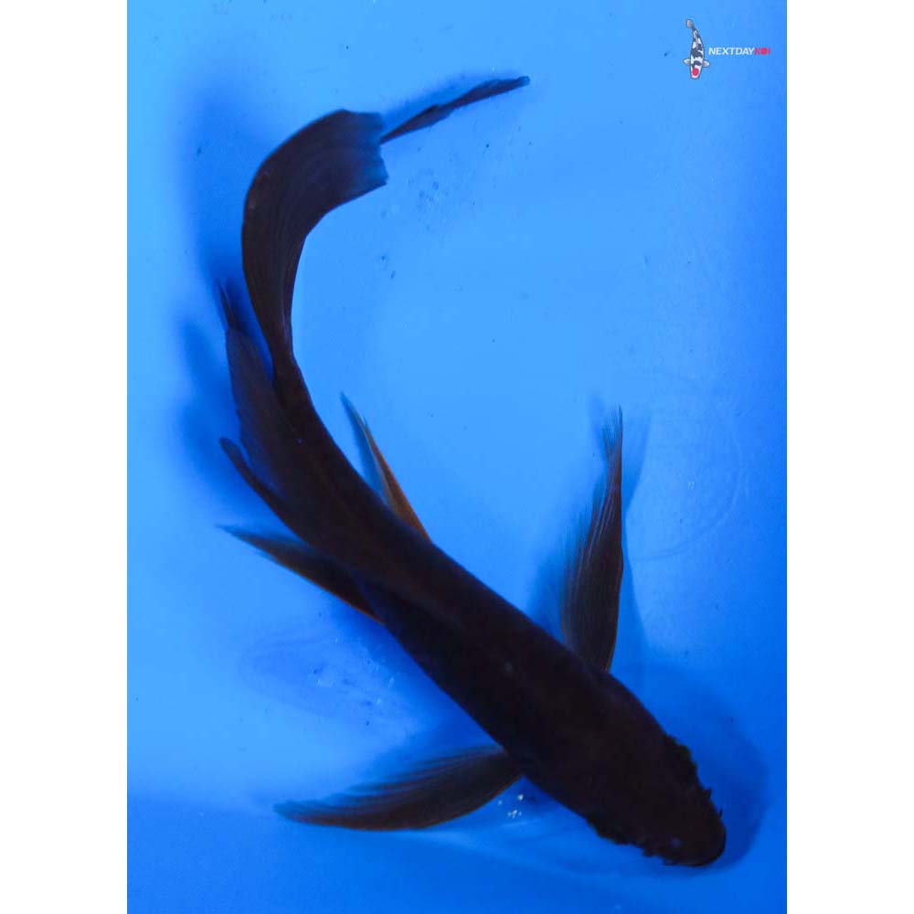 5” Imported Chagoi Butterfly Koi