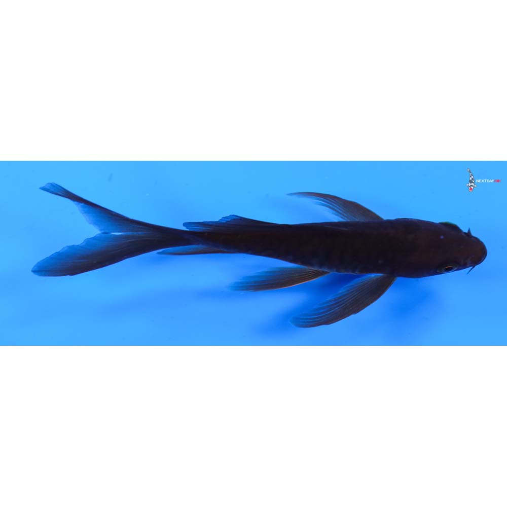 5” Imported Chagoi Butterfly Koi