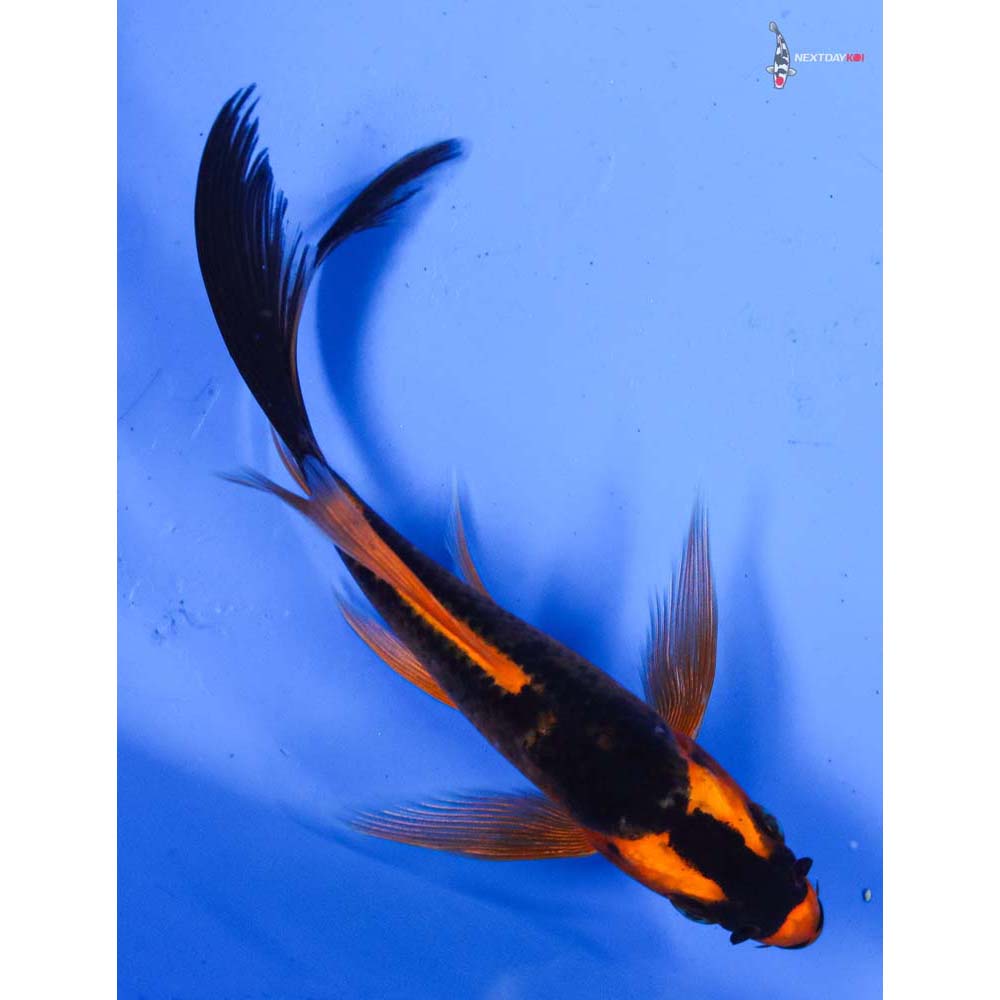 5” Imported Orenji Matsuba Butterfly Koi