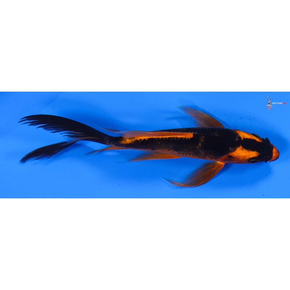 5” Imported Orenji Matsuba Butterfly Koi