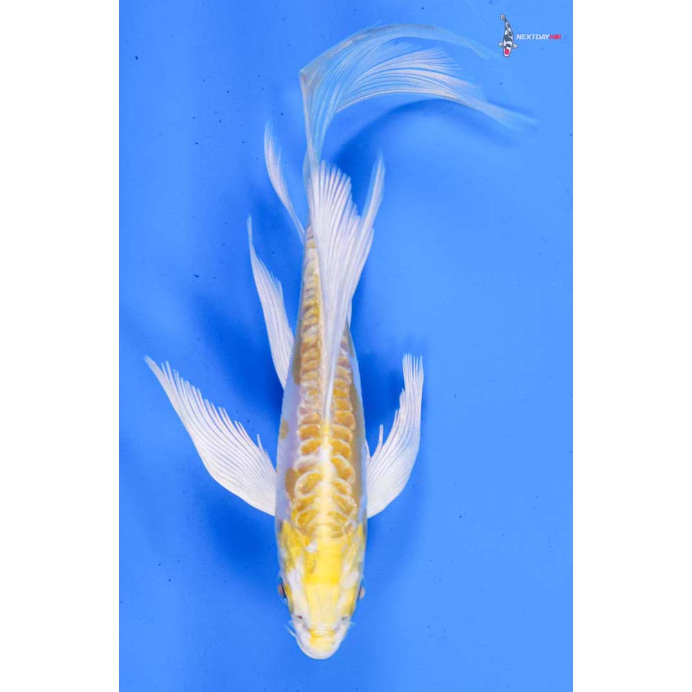 5” Imported Doitsu Lemon Hariwake Butterfly Koi
