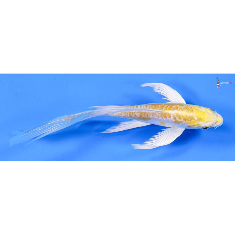 5” Imported Doitsu Lemon Hariwake Butterfly Koi