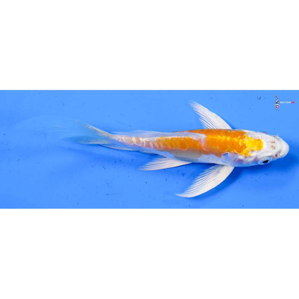 4.5” Imported Doitsu Lemon Hariwake Butterfly Koi