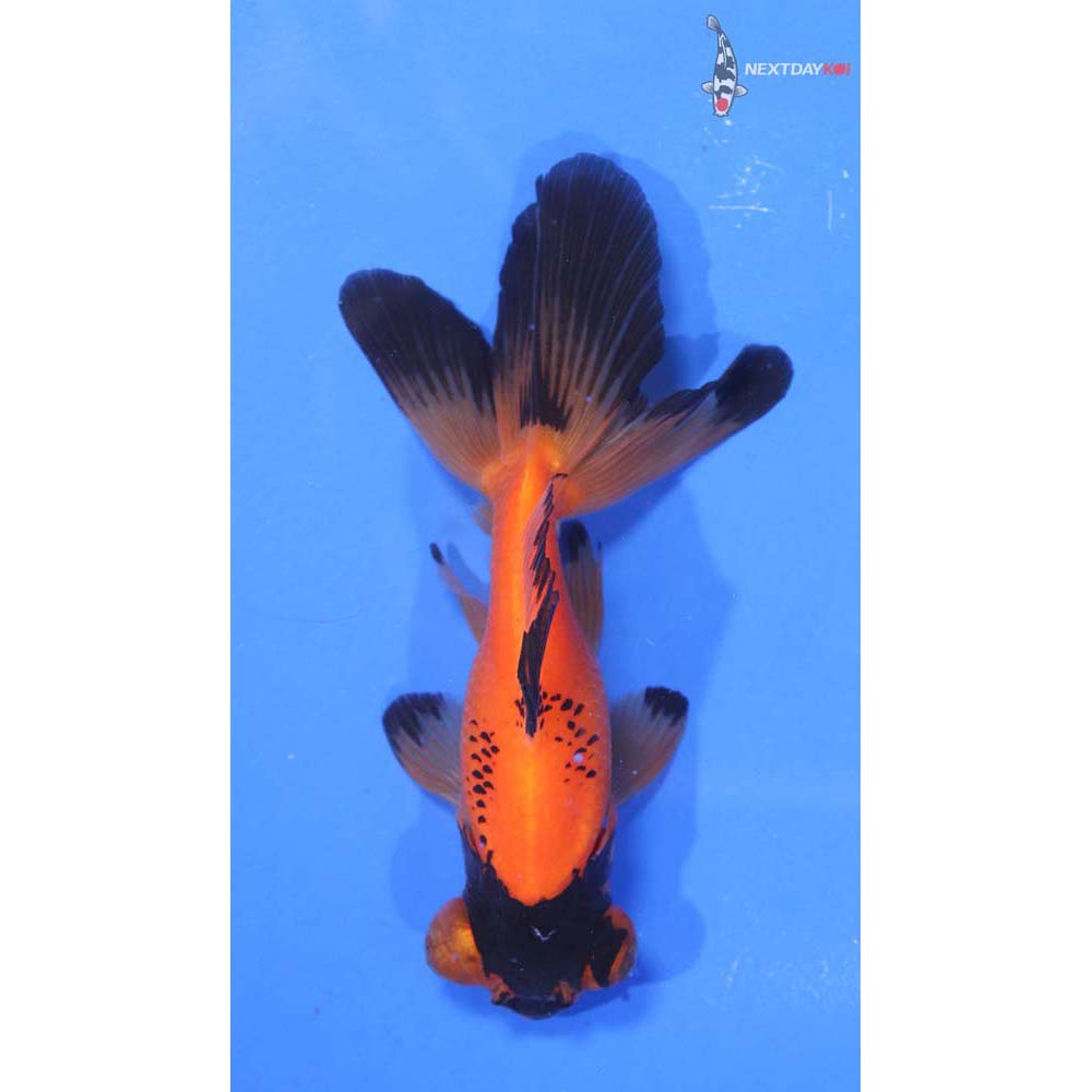 4” Imported Red and Black Telescope Fantail