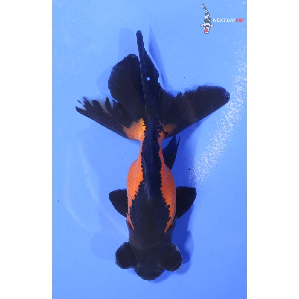 4” Imported Red and Black Telescope Fantail
