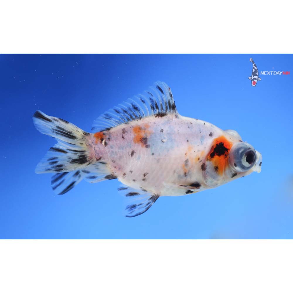 4” Imported Calico Telescope Fantail
