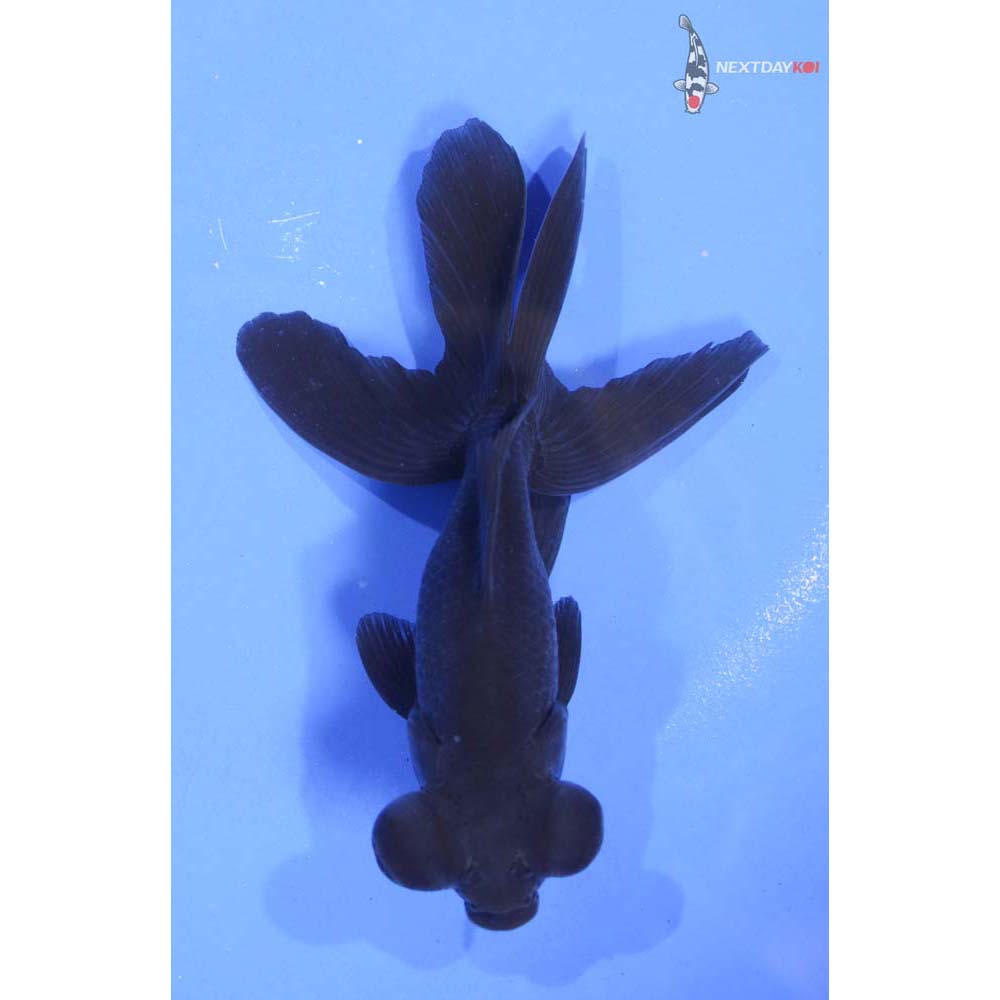 4.5” Imported Black Telescope Fantail