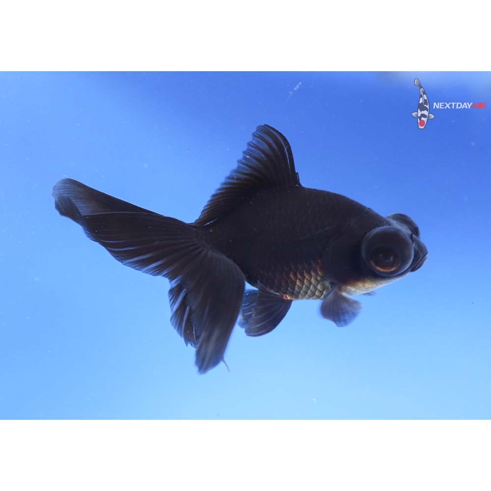 4.5” Imported Black Telescope Fantail