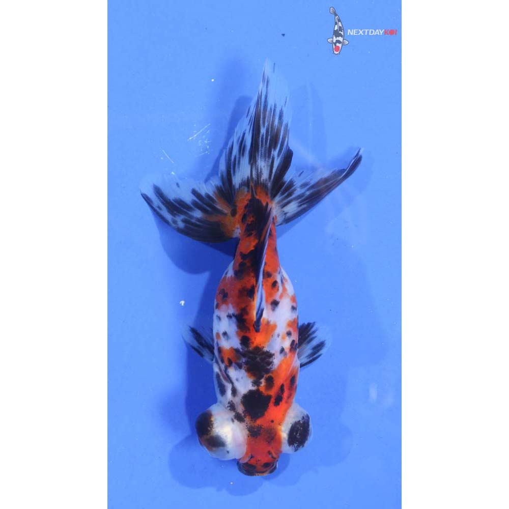4.5” Imported Calico Telescope Fantail