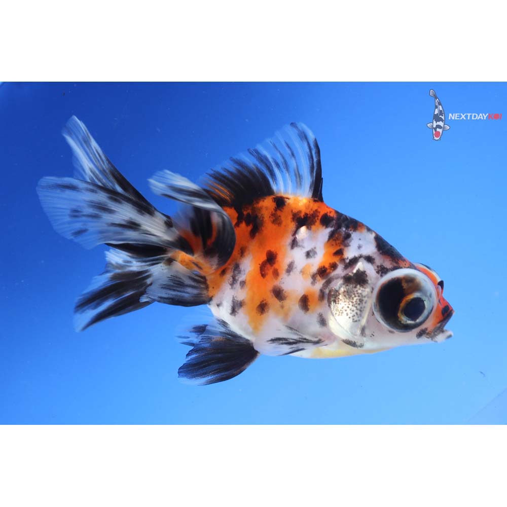 4.5” Imported Calico Telescope Fantail