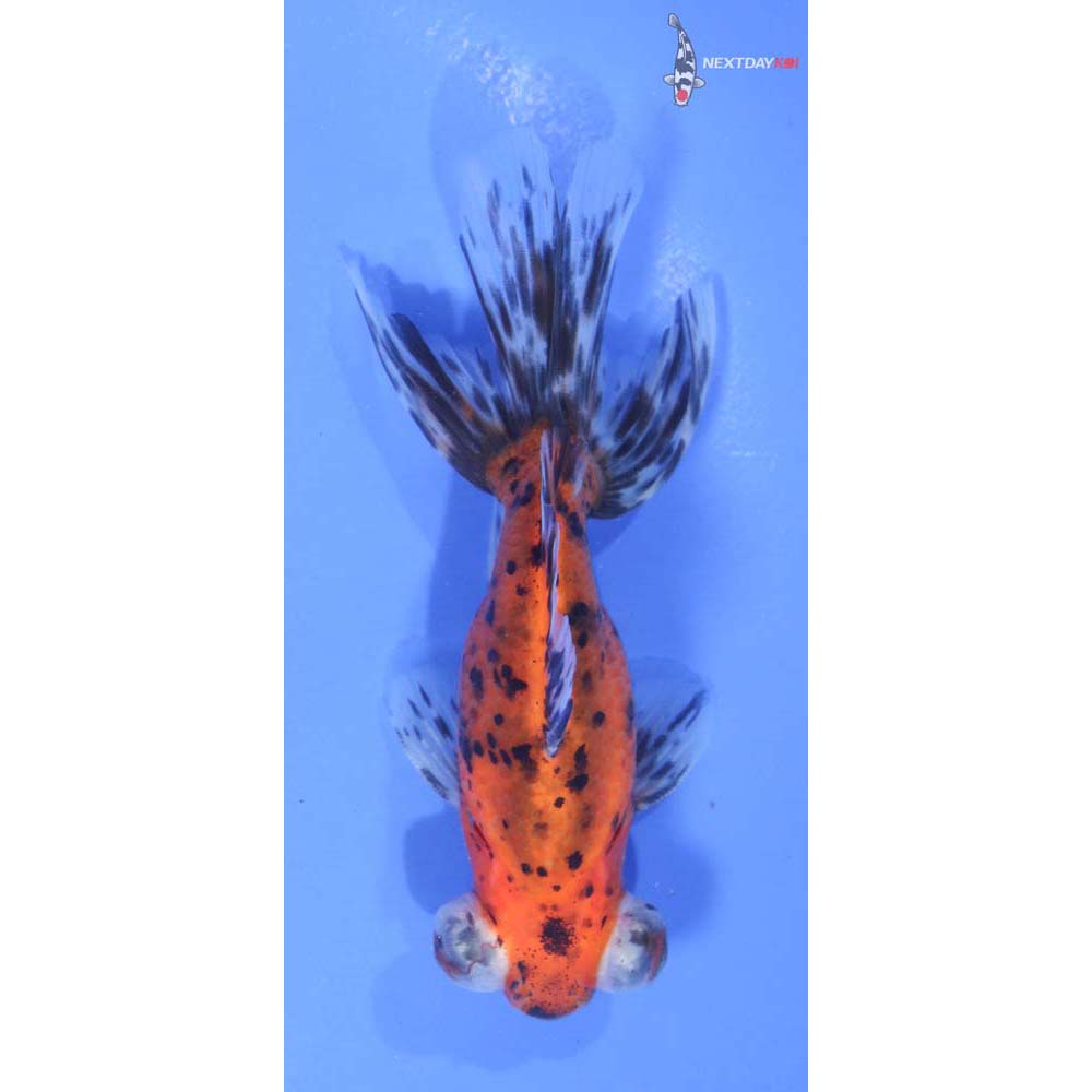 4.5” Imported Calico Telescope Fantail