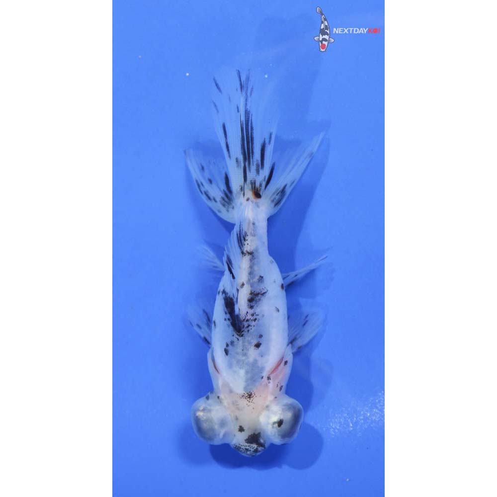 4” Imported Calico Telescope Fantail