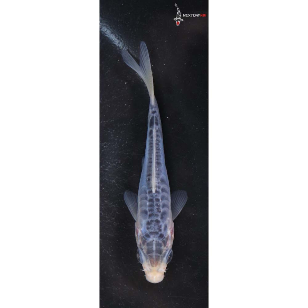 3.5” Imported Shusui