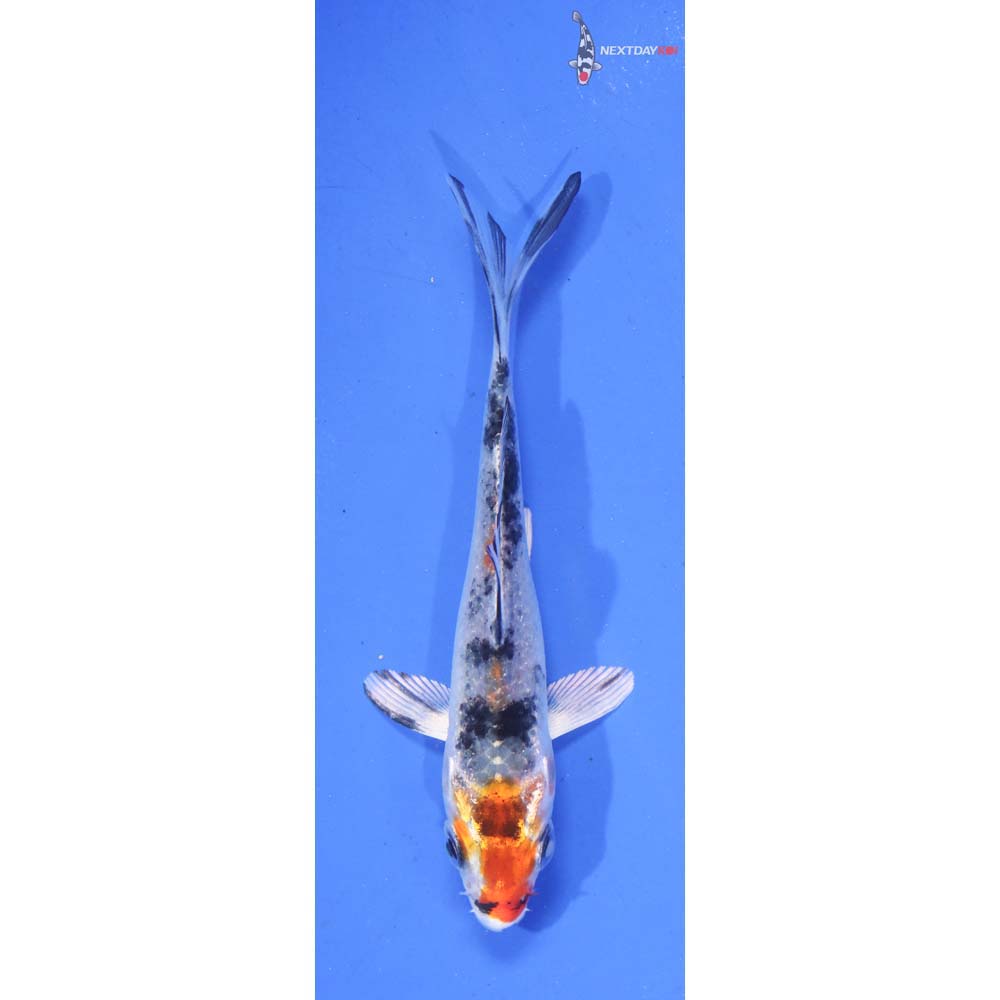 3.5” Imported Yamato Nishiki