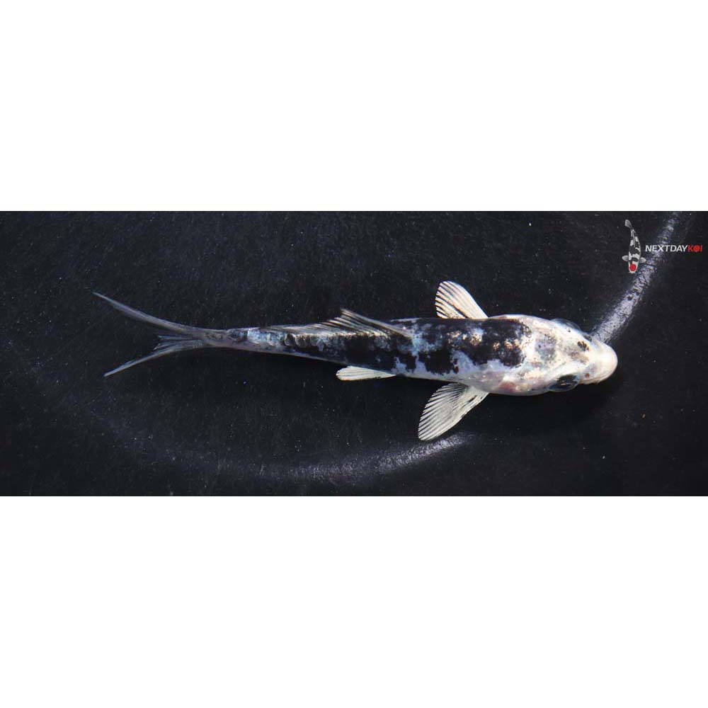 3.5” Imported Doitsu Gin Shiro Bekko