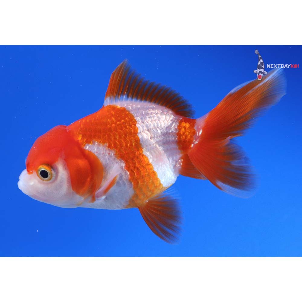 4” Imported Red and White Oranda