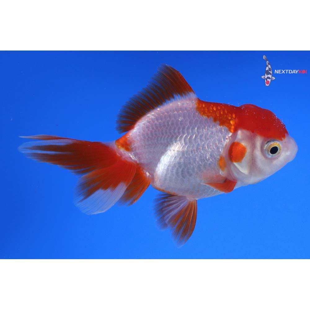 4” Imported Red and White Oranda