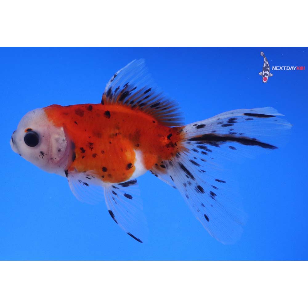 4” Imported Calico Oranda