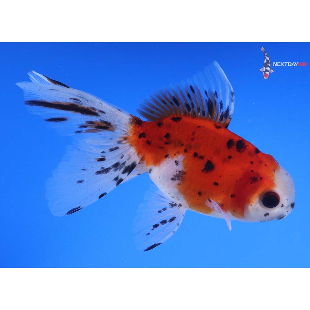 4” Imported Calico Oranda
