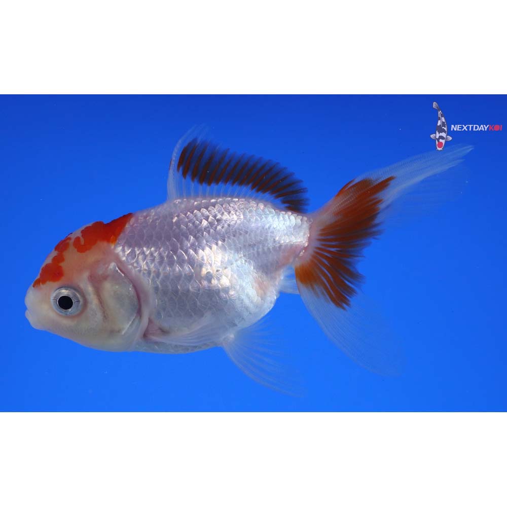 4” Imported Red and White Oranda