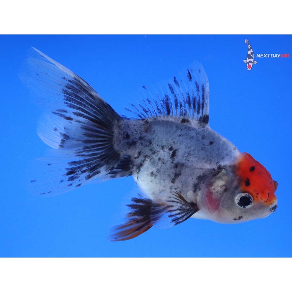 4” Imported Calico Oranda