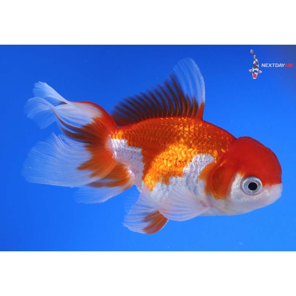 4” Imported Red and White Oranda