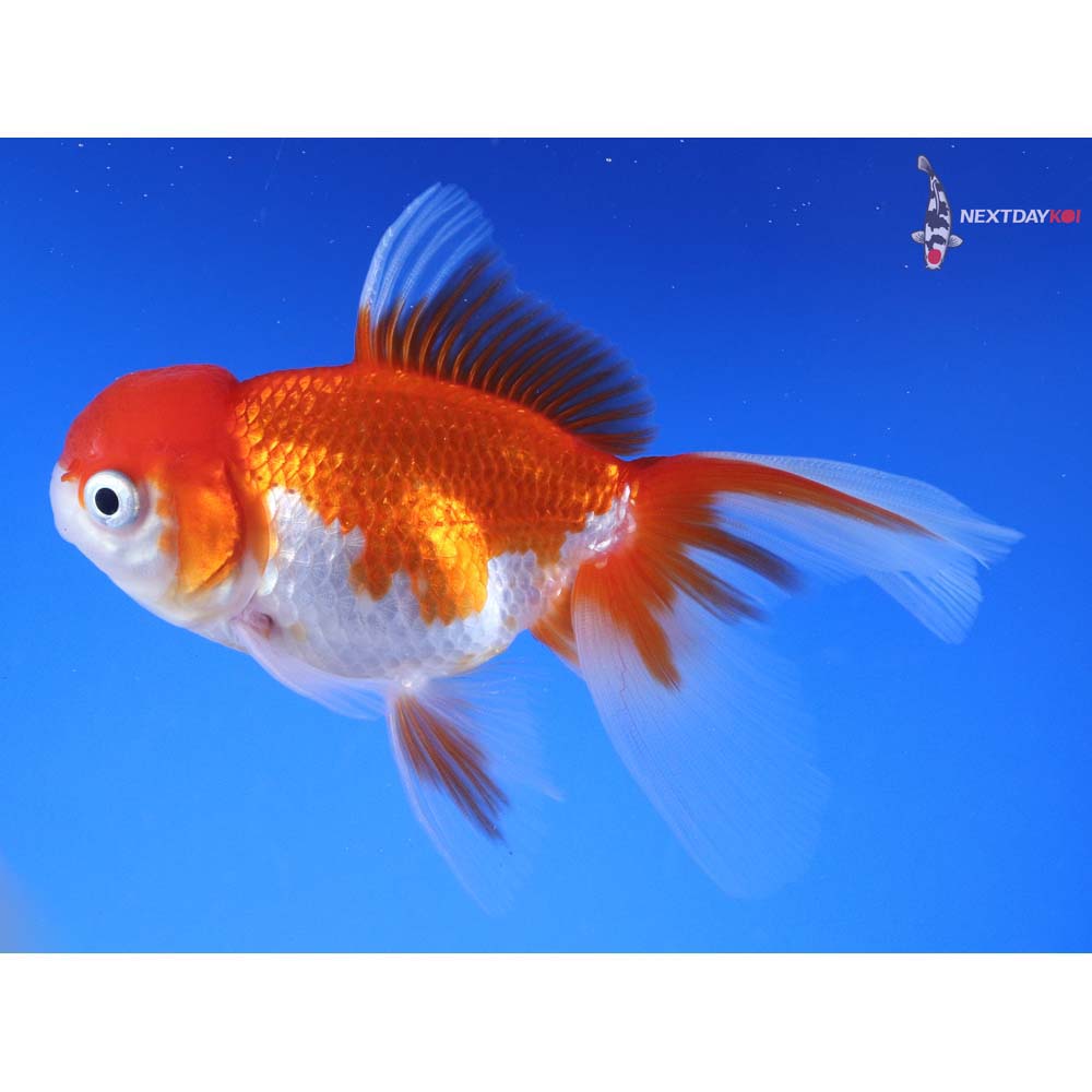 4” Imported Red and White Oranda