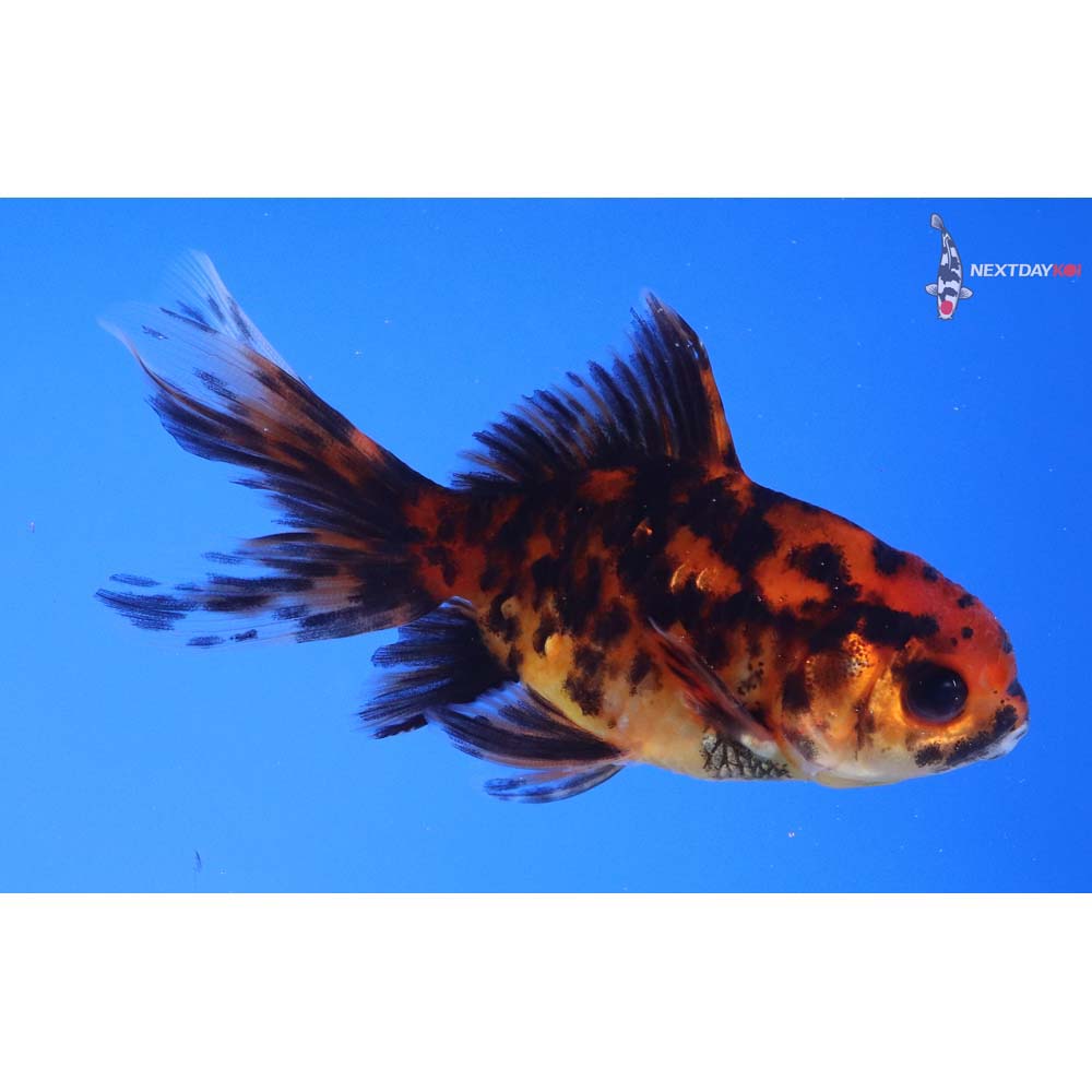 3.5” Imported Calico Oranda