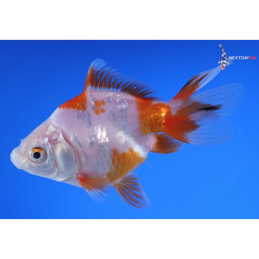 4” Imported Red and White Ryukin