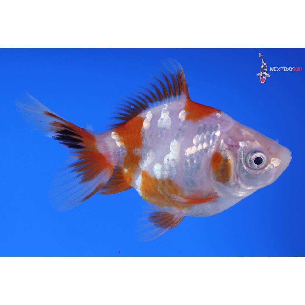 4” Imported Red and White Ryukin