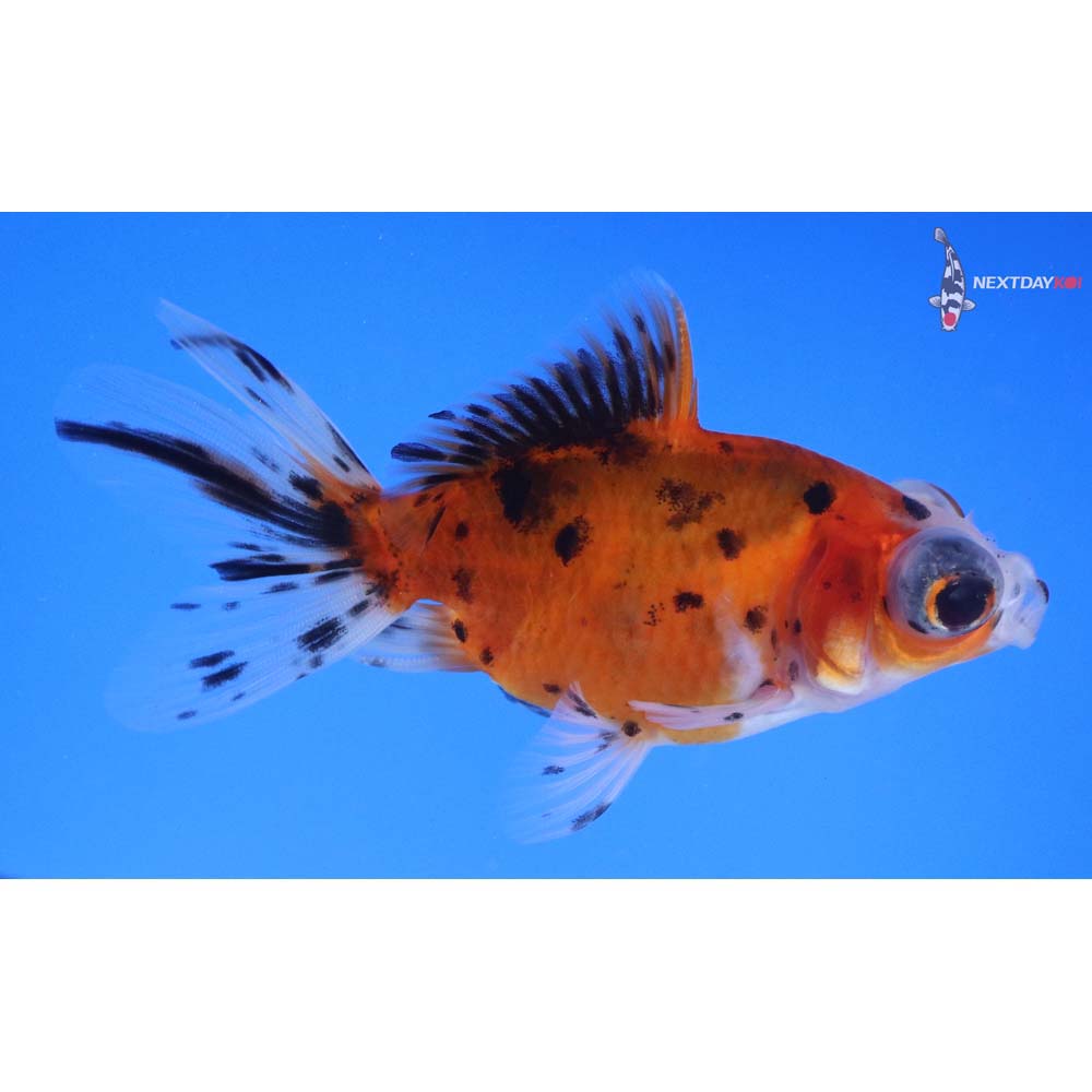 4” Imported Calico Telescope Fantail