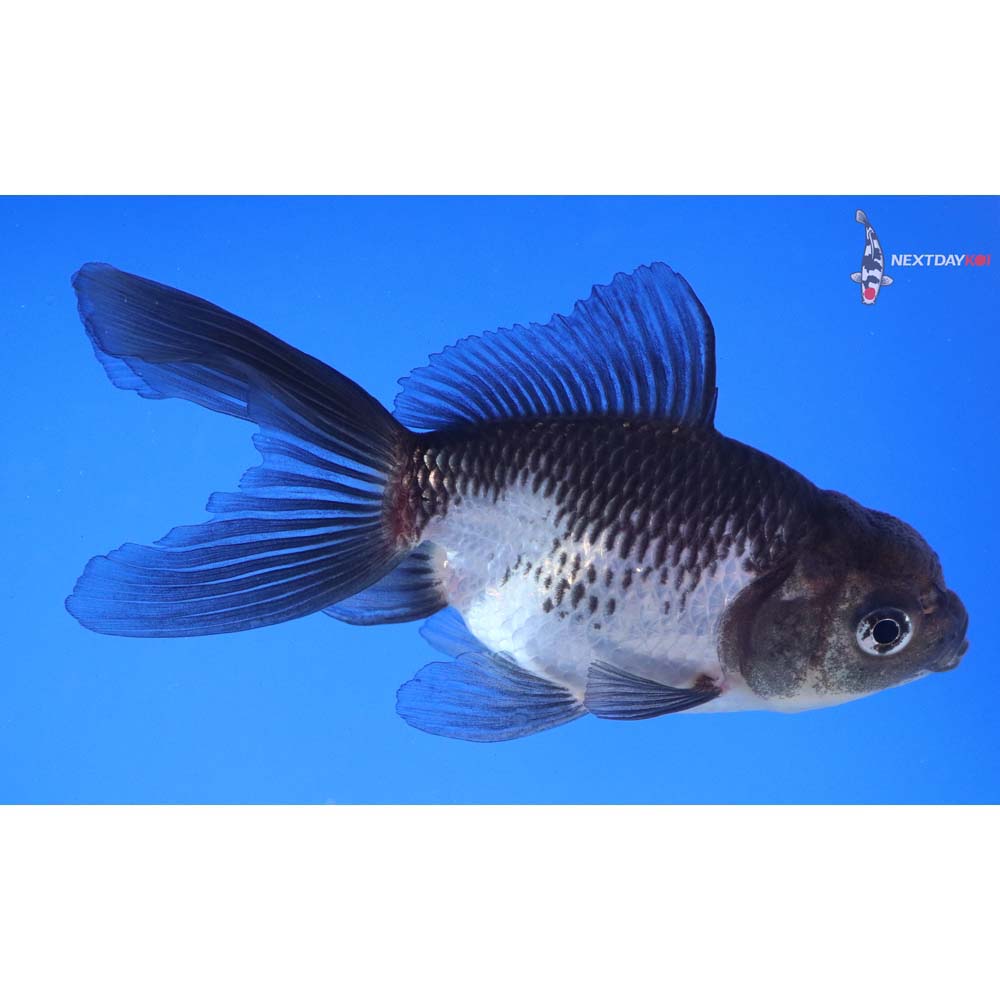 4.5” Imported Panda Oranda