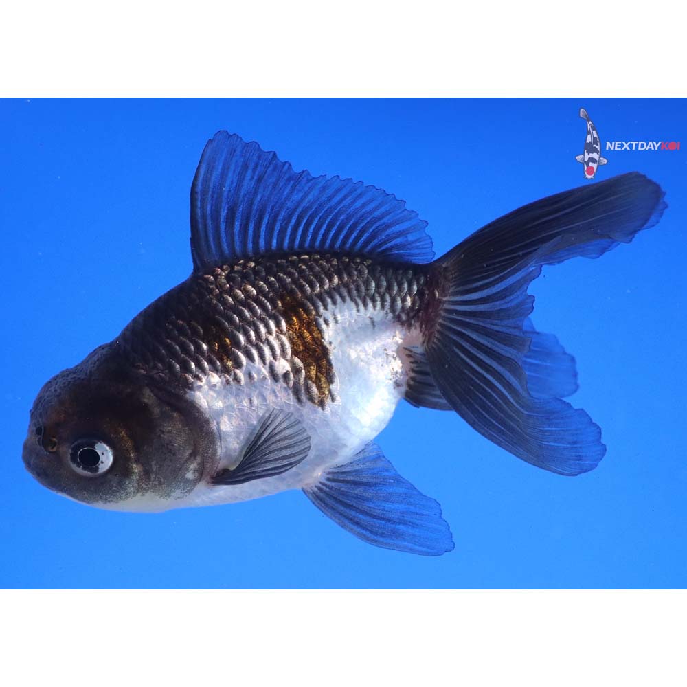 4.5” Imported Panda Oranda