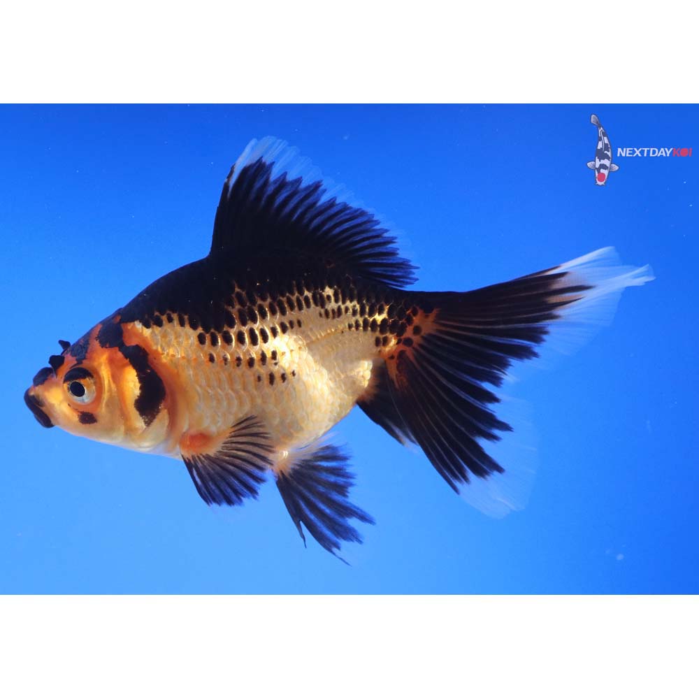 4.5” Imported Black and Red Ryukin