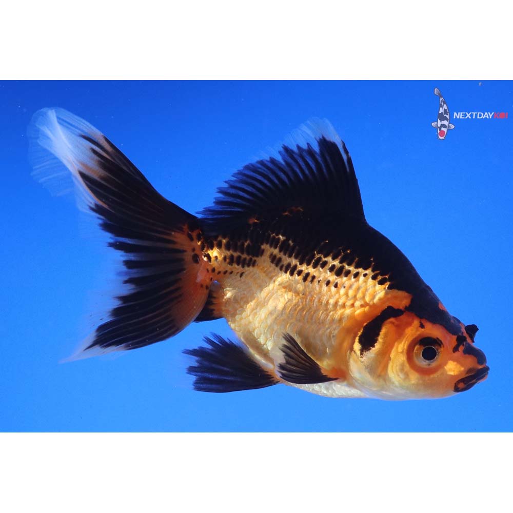 4.5” Imported Black and Red Ryukin