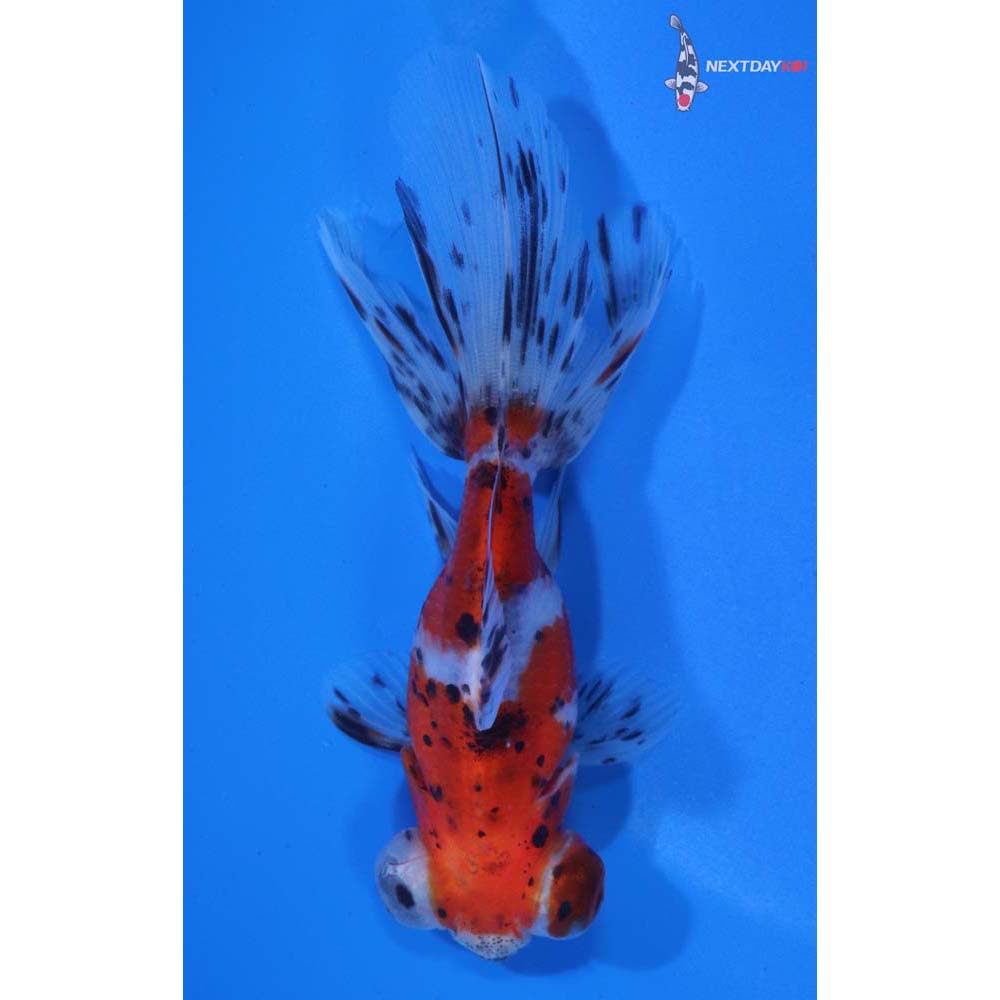 4.5” Imported Calico Telescope Fantail