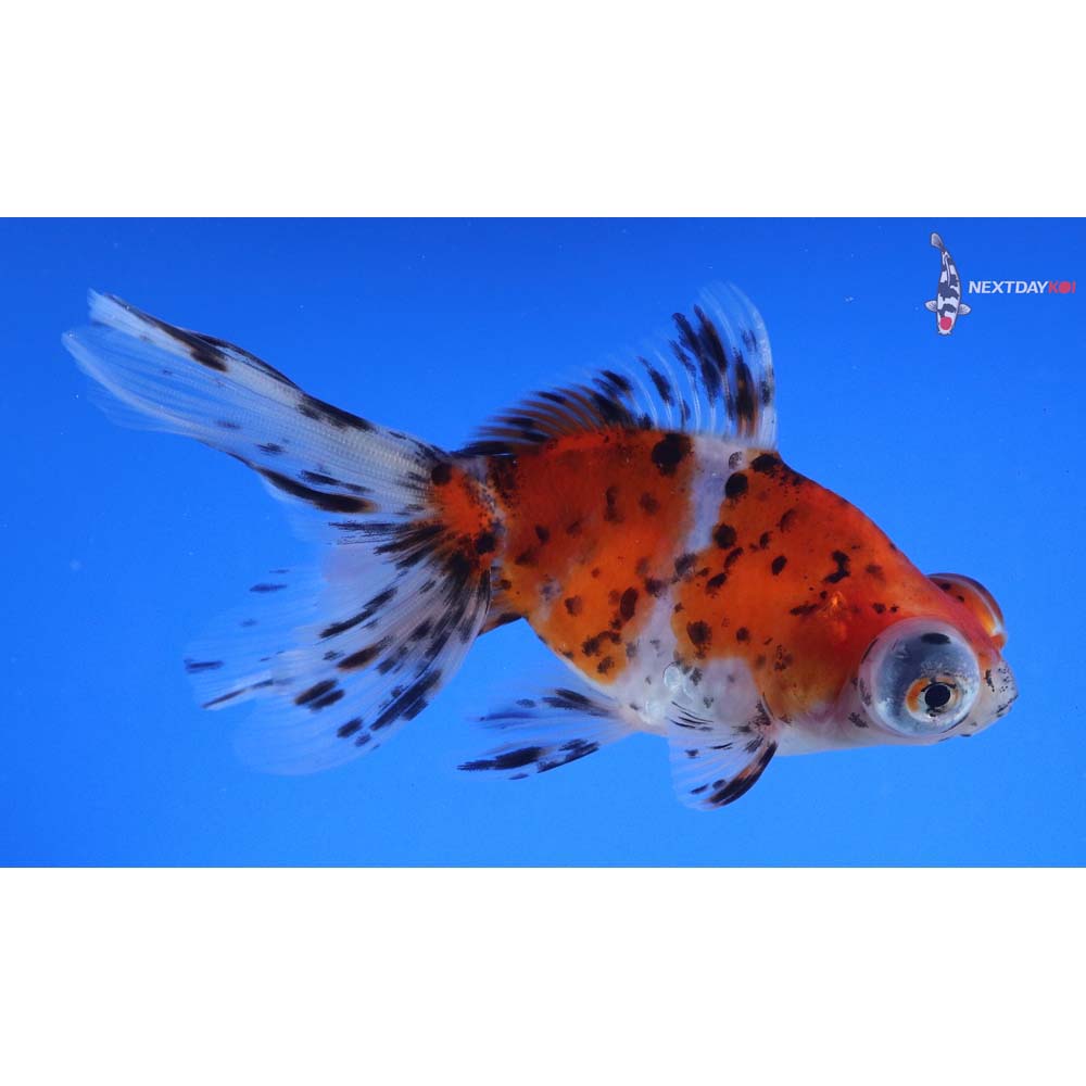 4.5” Imported Calico Telescope Fantail