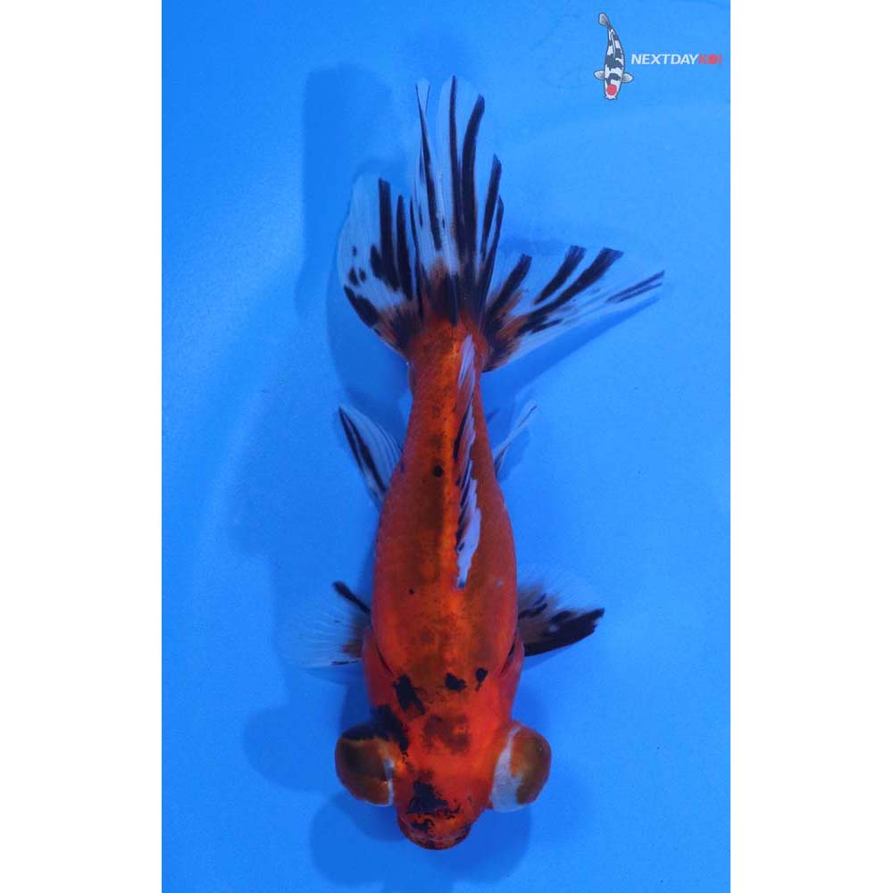 3.5” Imported Calico Telescope Fantail