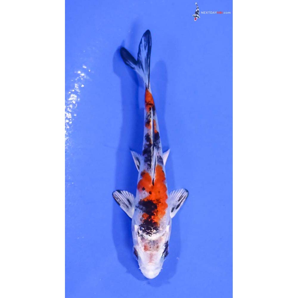 3.5” Imported Yamato Nishiki