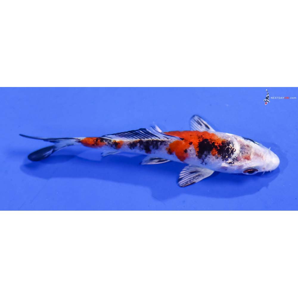 3.5” Imported Yamato Nishiki