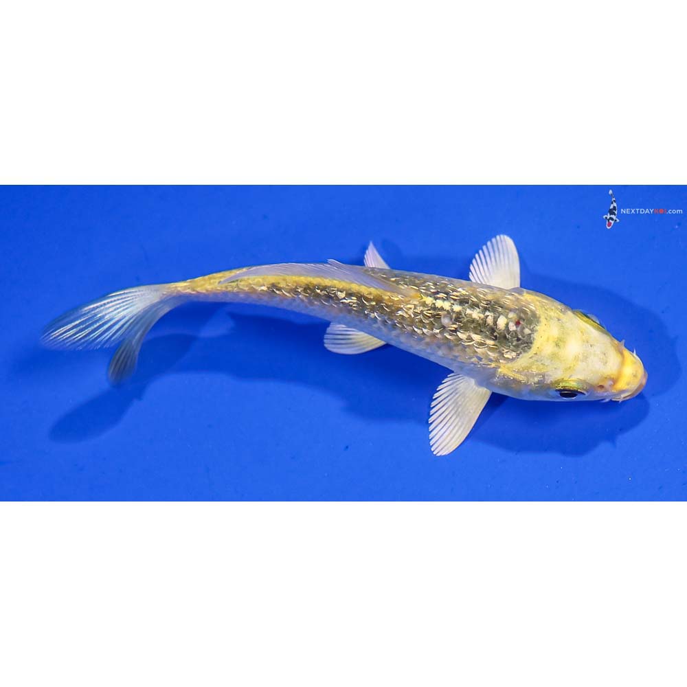 3.5” Imported Gin Rin Kujaku