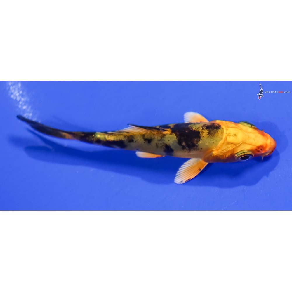 3.5” Imported Doitsu Kin Ki Bekko