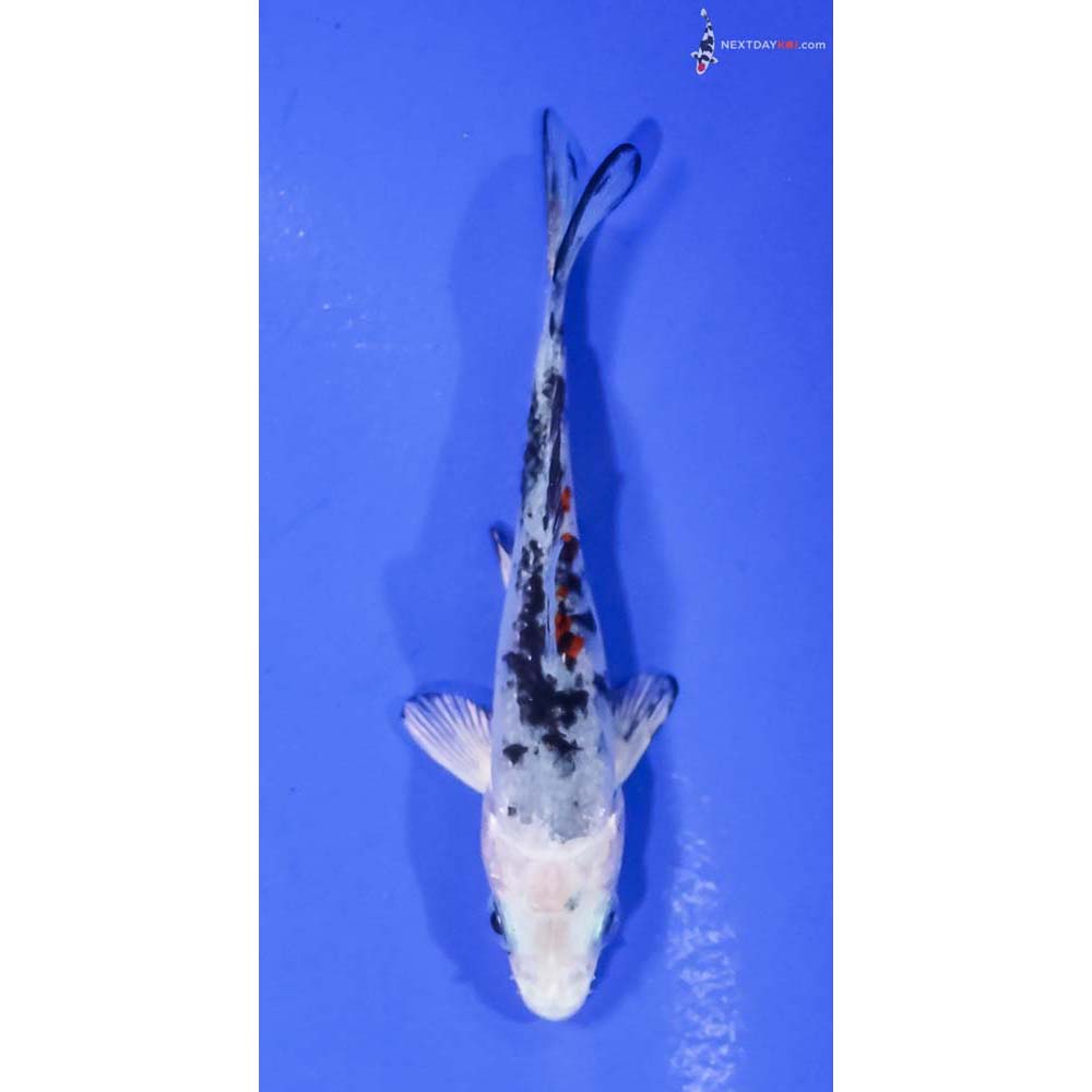 3.5” Imported Yamato Nishiki