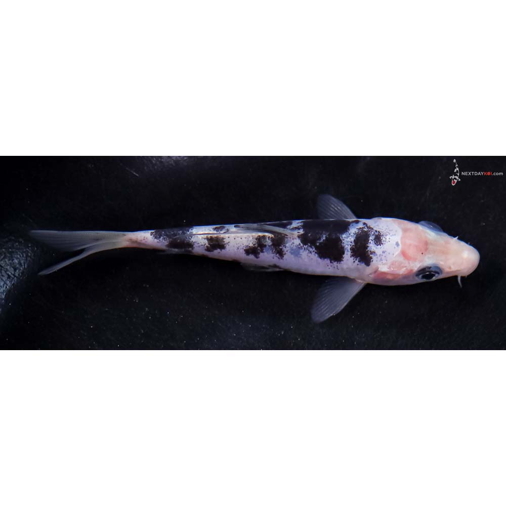 3.5” Imported Doitsu Shiro Bekko