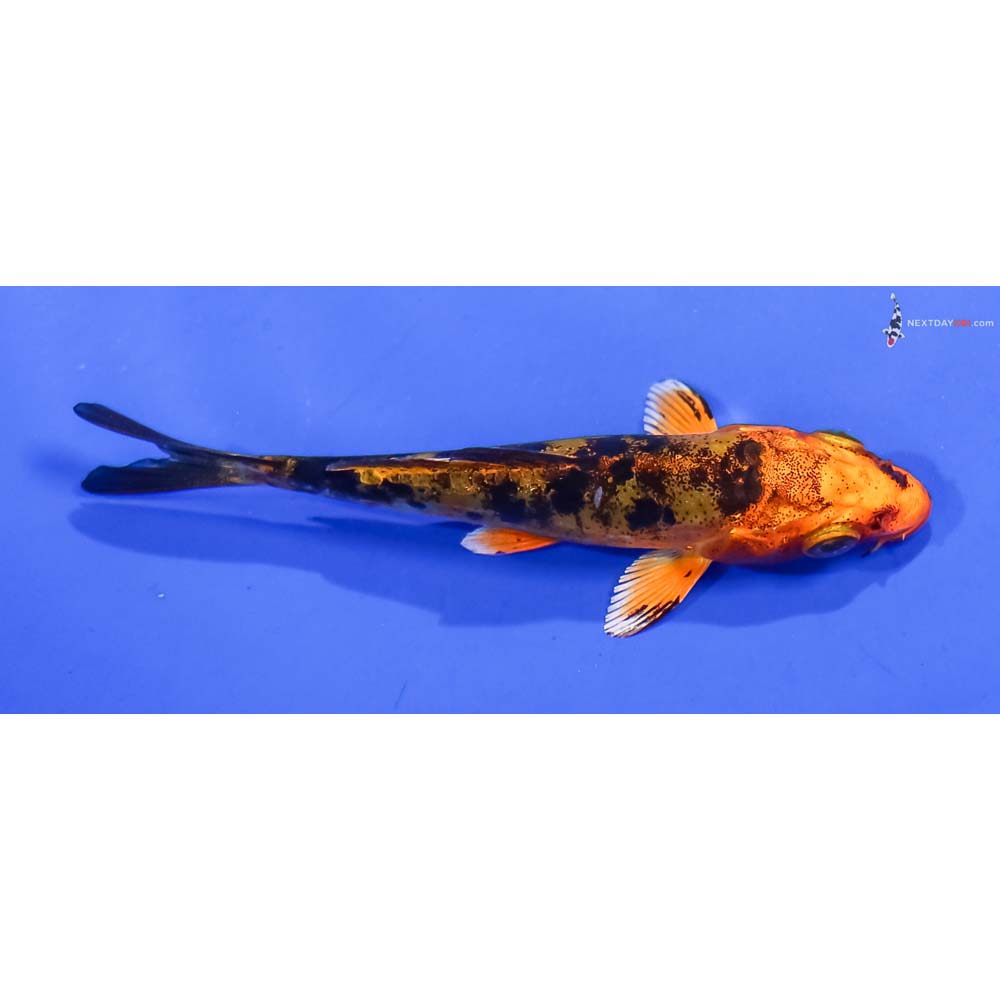 4” Imported Doitsu Kin Aka Bekko