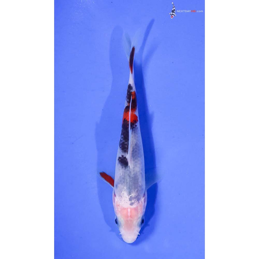 4” Imported Sanke