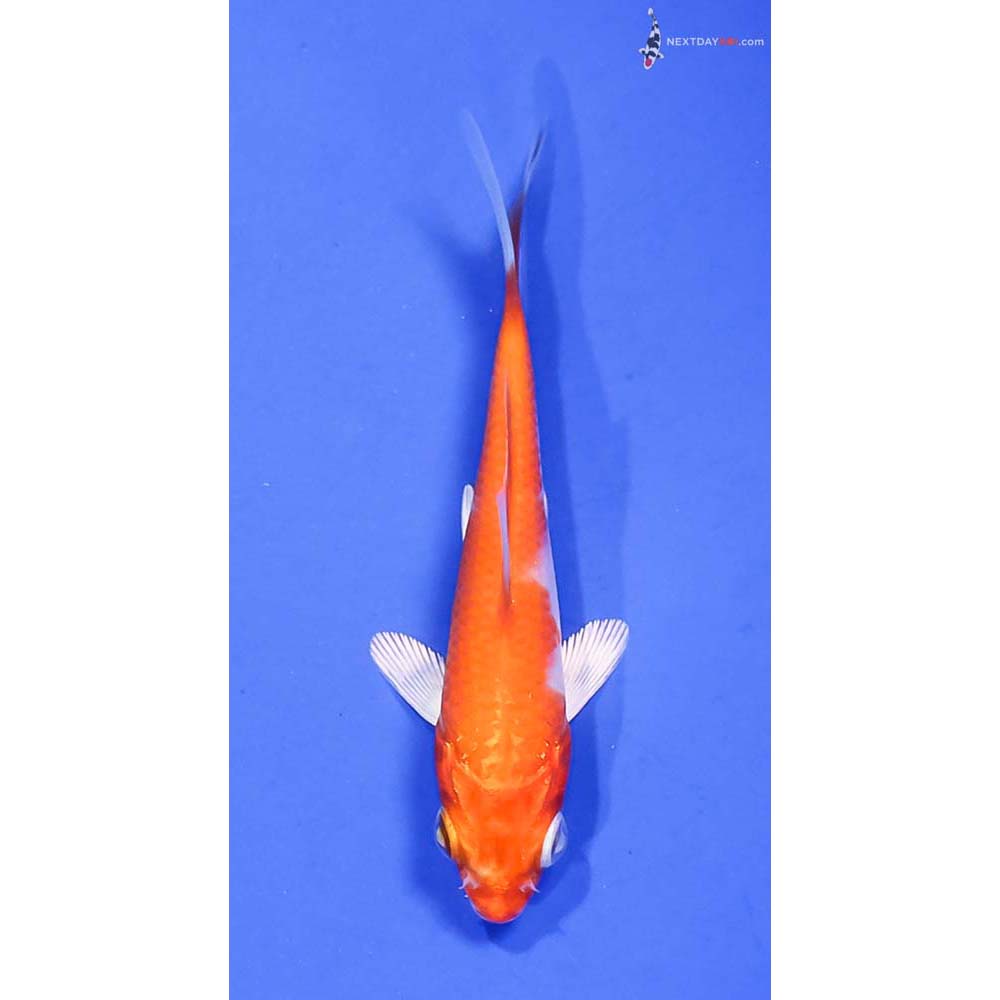 3” Imported Hariwake