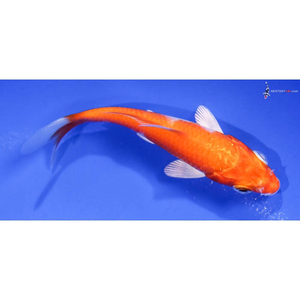 3” Imported Hariwake