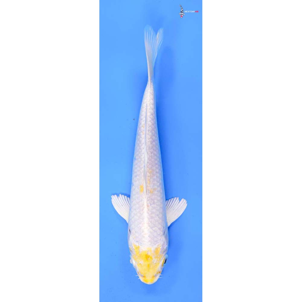7” Imported Lemon Hariwake